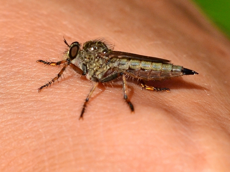 Femmina di Asilidae del gruppo Machimus/Tolmerus